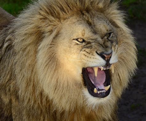 Lion roaring - Dec 28, 2019 - Explore DANNY BOY's board "Roaring lion drawing" on Pinterest. See more ideas about lion images, lion pictures, lion wallpaper.